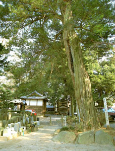 開山上人お手植の槇の木